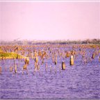 005 Lake Gatun Low Water